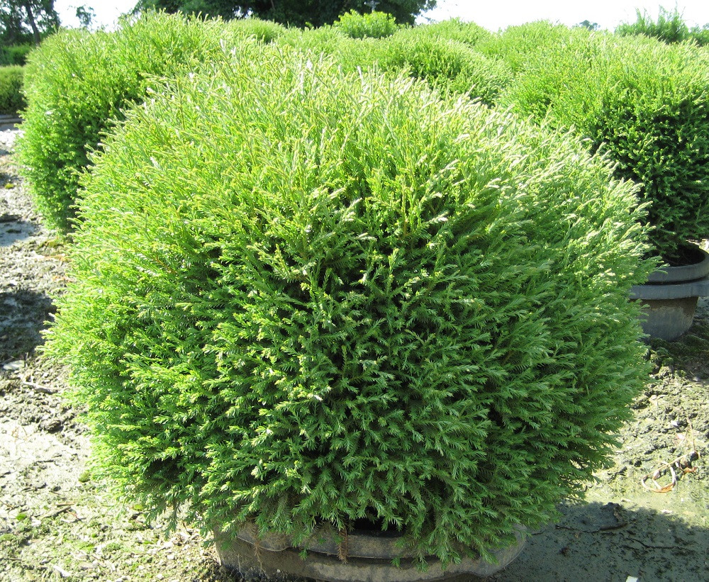 Mr. Bowling Ball® 'Linesville' Arborvitae - 4
